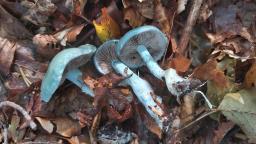 Stropharia aeruginosa