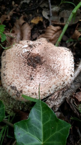 Echinoderma asperum