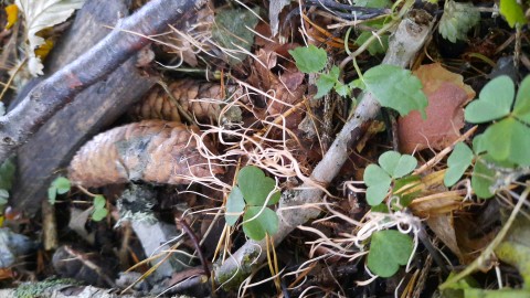 Typhula juncea