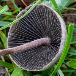Panaeolina foenisecii
