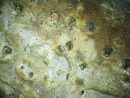 Melogramma campylosporum