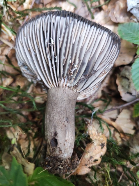Russula nigricans