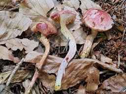 Chalciporus rubinus