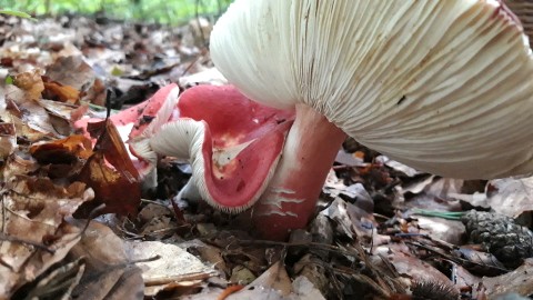 Russula rosea