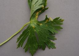 Uromyces dactylidis