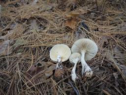 Ampulloclitocybe clavipes