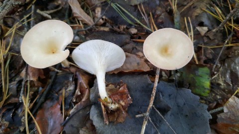 Infundibulicybe gibba