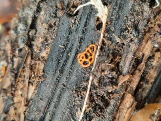 Hemitrichia serpula