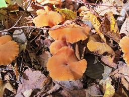 Laccaria proxima
