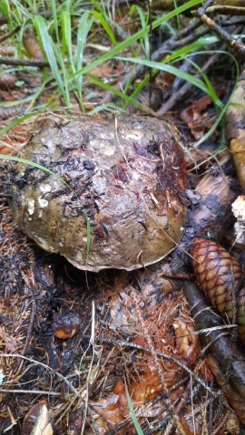 Imperator torosus