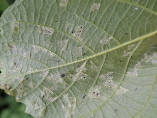 Pseudomicrostroma juglandis