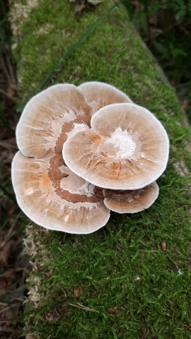Daedaleopsis confragosa