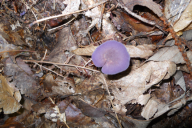 Laccaria amethystina