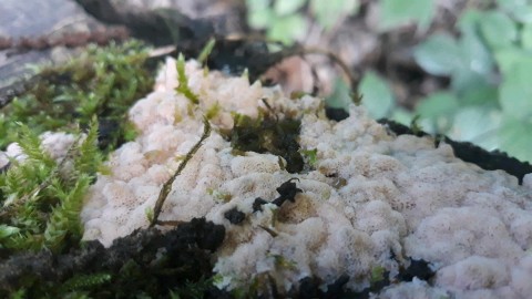 Rhodonia placenta