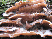 Phlebia tremellosa