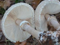 Macrolepiota fuligineosquarrosa