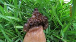 Morchella semilibera