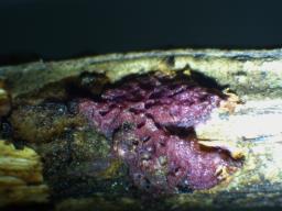 Hapalopilus eupatorii