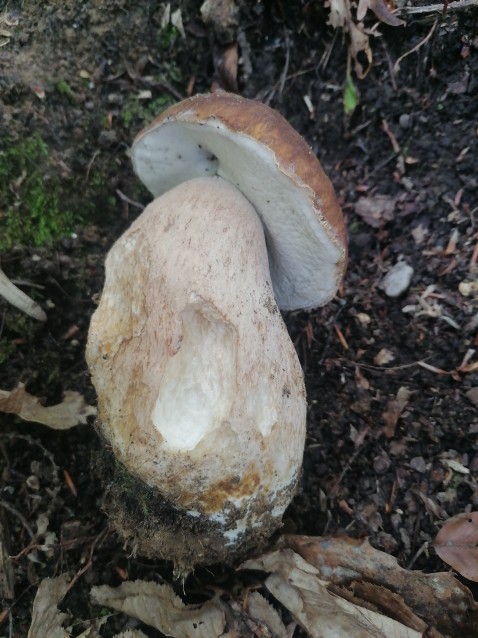 Boletus reticulatus