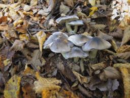 Tricholoma portentosum