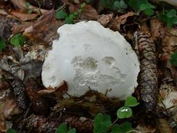 Boletus edulis