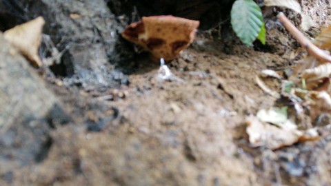 Fistulina hepatica