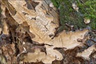 Stereum rugosum