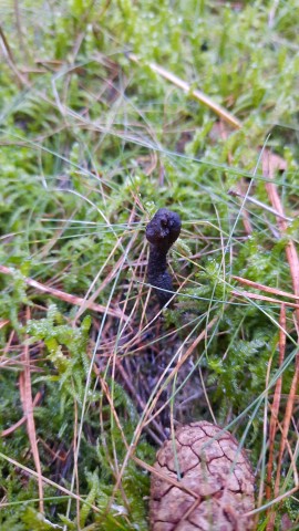 Tolypocladium ophioglossoides