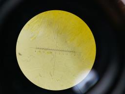 Dacrymyces chrysospermus