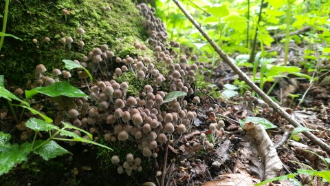 Coprinellus disseminatus
