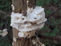 Trametopsis cervina