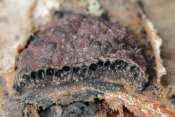 Hypoxylon fuscum