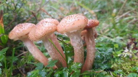 Armillaria ostoyae