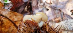 Cudoniella tenuispora