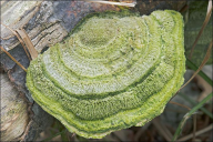 Trametes hirsuta