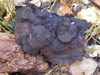 Phaeolus schweinitzii