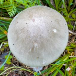 Volvopluteus gloiocephalus