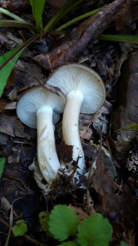 Lyophyllum loricatum