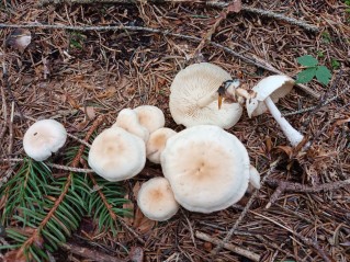Gymnopus hariolorum