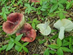 Russula melliolens
