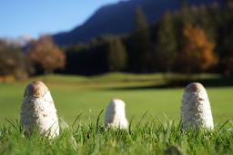 Coprinus comatus
