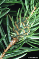 Sacchiphantes abietis