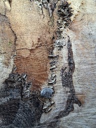 Bjerkandera adusta