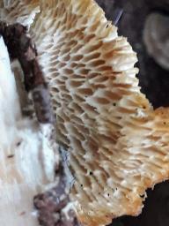 Neofavolus alveolaris
