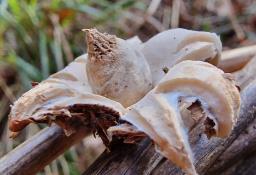 Geastrum elegans