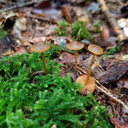 Mycena aurantiomarginata