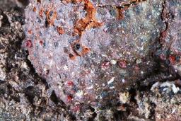 Cosmospora arxii