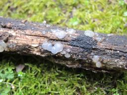 Tremella globispora