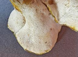 Laeticutis cristata