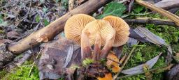 Flammulina elastica